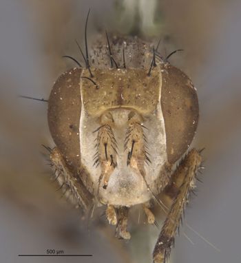 Media type: image;   Entomology 13224 Aspect: head frontal view